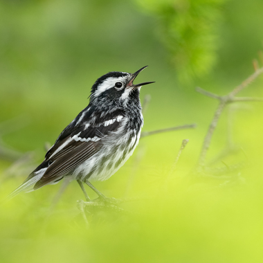 The high-pitched song of the male Black-and-white Warbler is a very common sound in New York City woodlands during spring migration. Photo: Brad James/Audubon Photography Awards