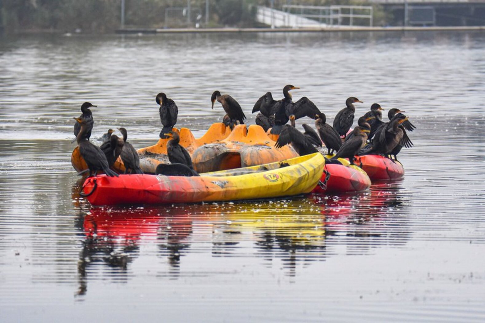 Double-crested Cormorants find a resting place in Meadow Lake. Photo: Gigi Altarejos