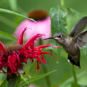 Ruby-throated Hummingbird feeding on Bee Balm. Photo: BudOhio/Flickr CC BY-NC-ND 2.0