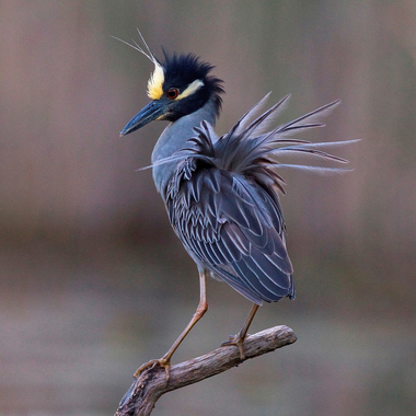 A Yellow-crowned Night-Heron raises its plumes in a spectacular breeding display. Photo: <a href="http://www.fotoportmann.com/" target="_blank" >François Portmann</a>