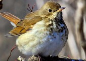 A Hermit Thrush characteristically cocks its tail upwards in a quick motion, and then slowly lowers it. Photo: David Cooney Jr./Great Backyard Bird Count