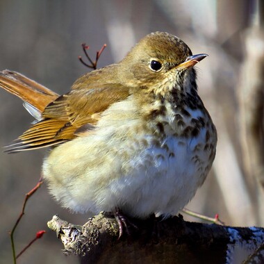 The Hermit Thrush characteristically cocks its tail upwards in a quick motion, and then slowly lowers it. Photo: David Cooney Jr./Great Backyard Bird Count