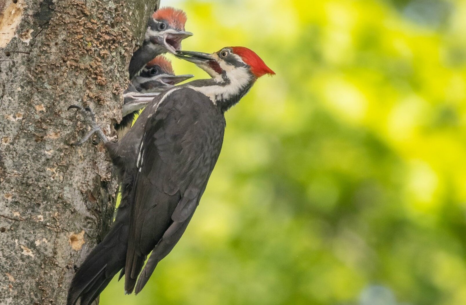 In 2020, Pileated Woodpeckers, long absent as a breeding species in New York City, were recorded nesting on Staten Island by citizen scientist volunteers for New York Breeding Bird Atlas III. Photo: Lawrence Pugliares