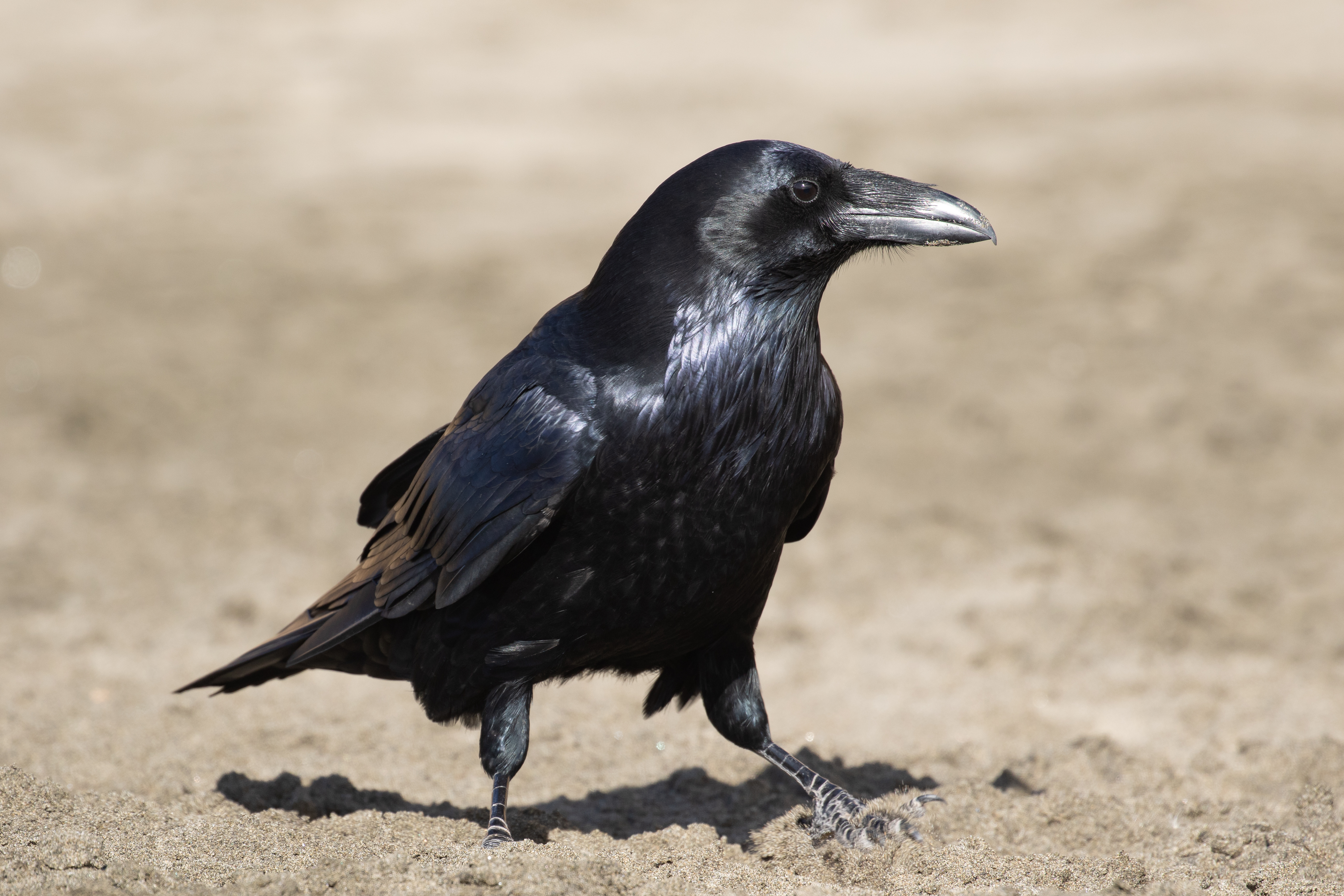 Common Ravens, which have become a fairly common species in New York City in just the last decade, are often seen around the Unisphere. Photo: Ryan F. Mandelbaum