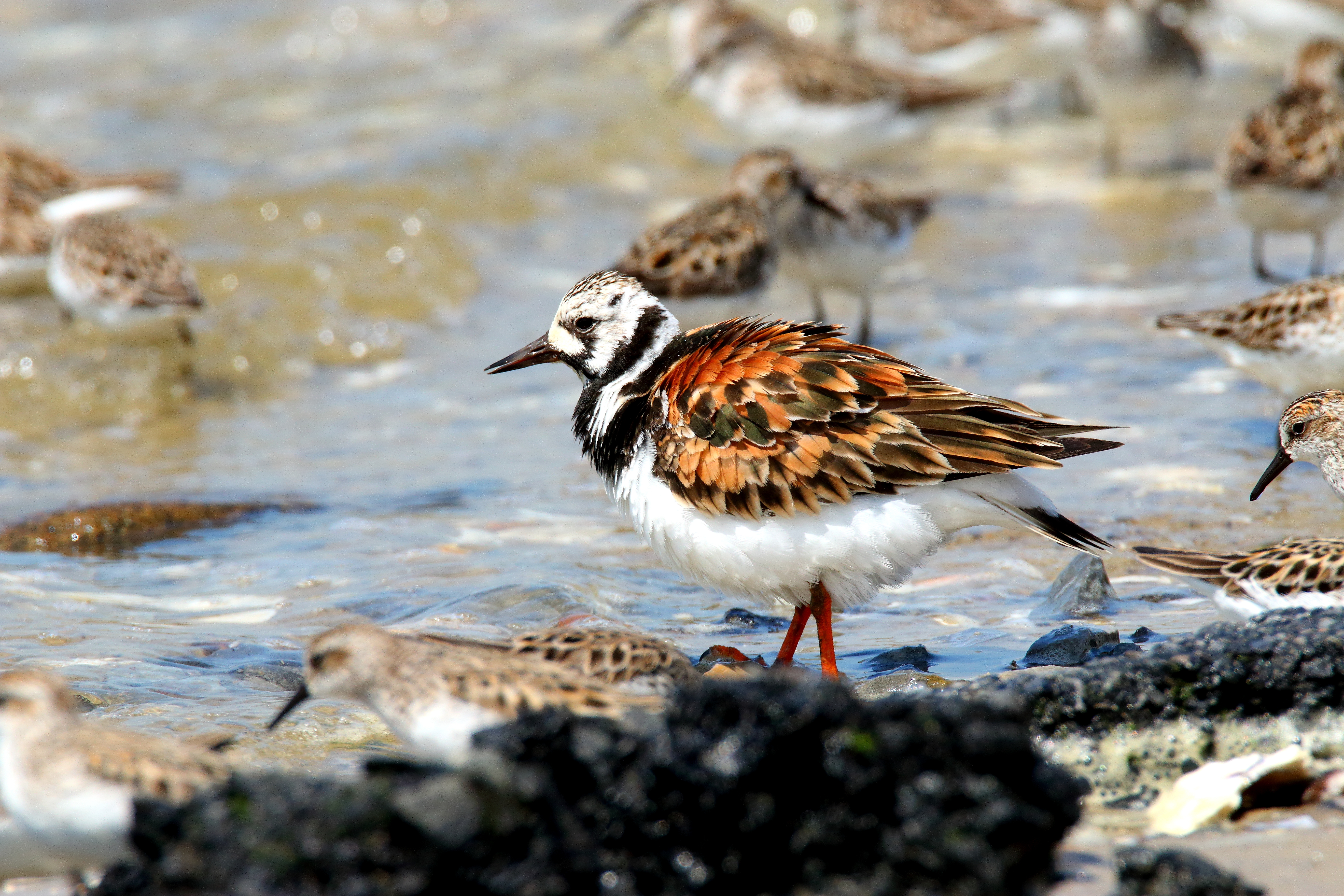 A Ruddy Turnstone, flanked by Semipalmated Sandpipers, visits Big Egg Marsh. Photo: <a href="https://www.flickr.com/photos/120553232@N02/" target="_blank">Isaac Grant</a>