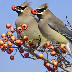 Cedar Waxwings share some common resources. Photo: C Watts/<a href="https://creativecommons.org/licenses/by-nc/2.0/" target="_blank" >CC BY 2.0</a>