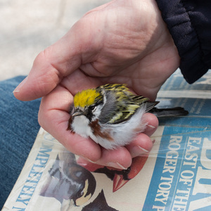 A Project Safe Flight volunteer holds an injured Chestnut-sided Warbler. Photo: Sophie Butcher