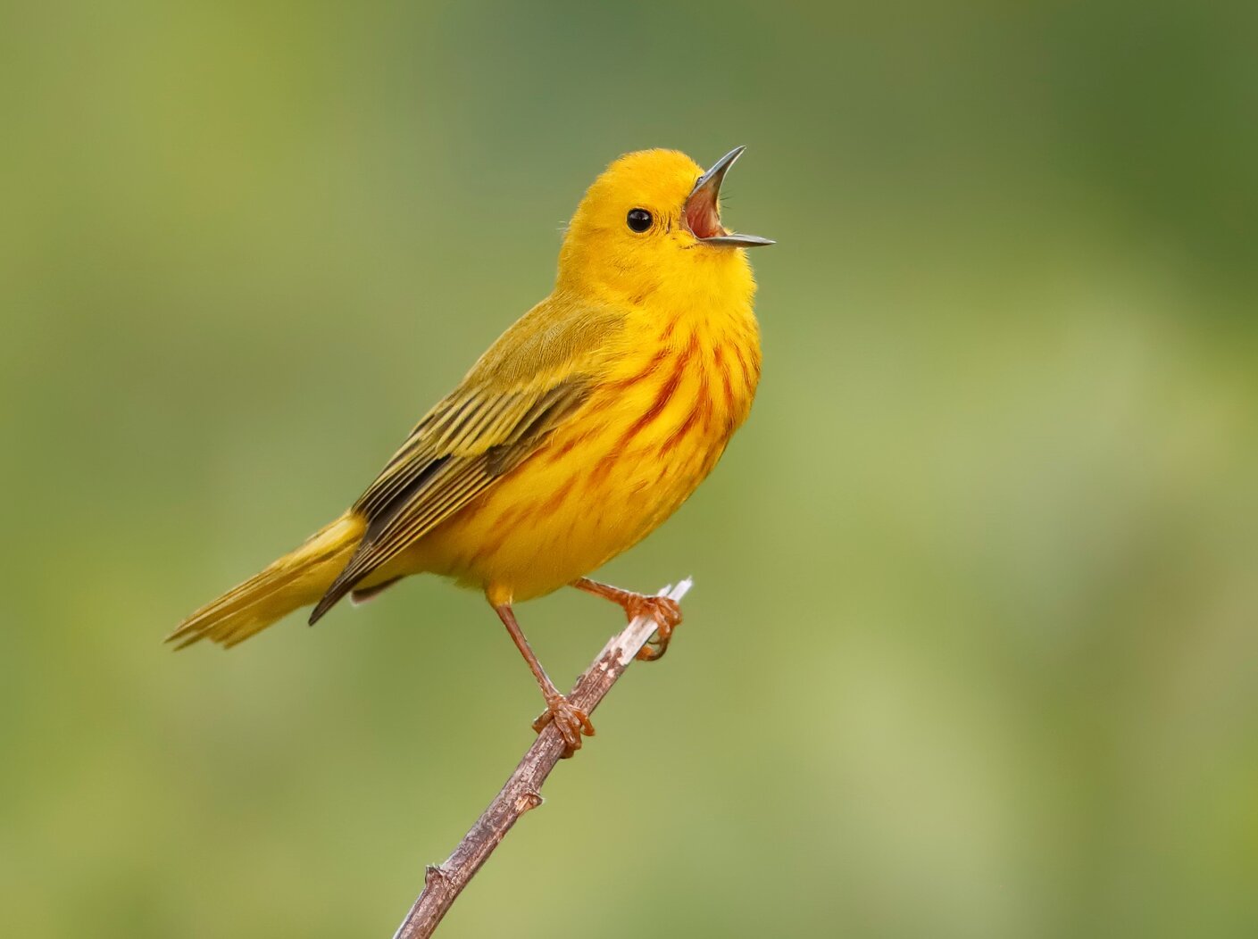 The "sweet-sweet-I`m-so-sweet" song of the Yellow Warbler can be heard in Heritage Park. Photo: <a href="https://www.flickr.com/photos/120553232@N02/" target="_blank" >Isaac Grant</a>