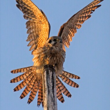 American Kestrels hunt year-round in the open areas of Governors Island. Photo: François Portmann
