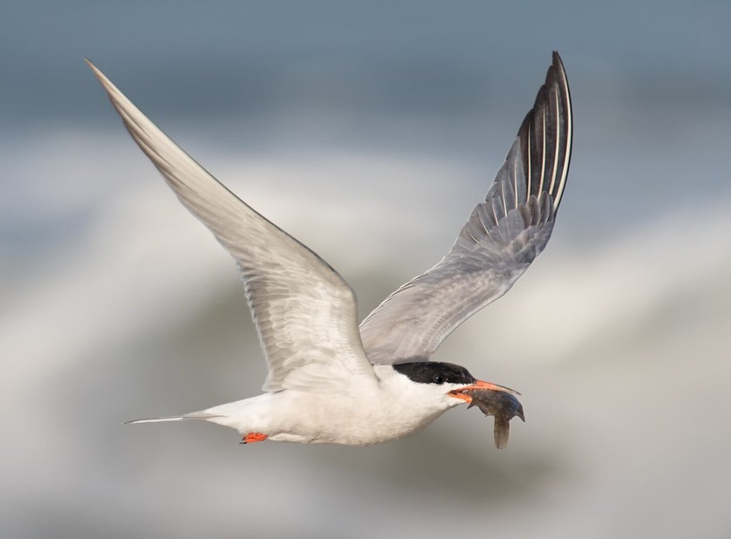 Common Terns, listed as Threatened in New York State, nest on Governors Island. Photo: David Speiser