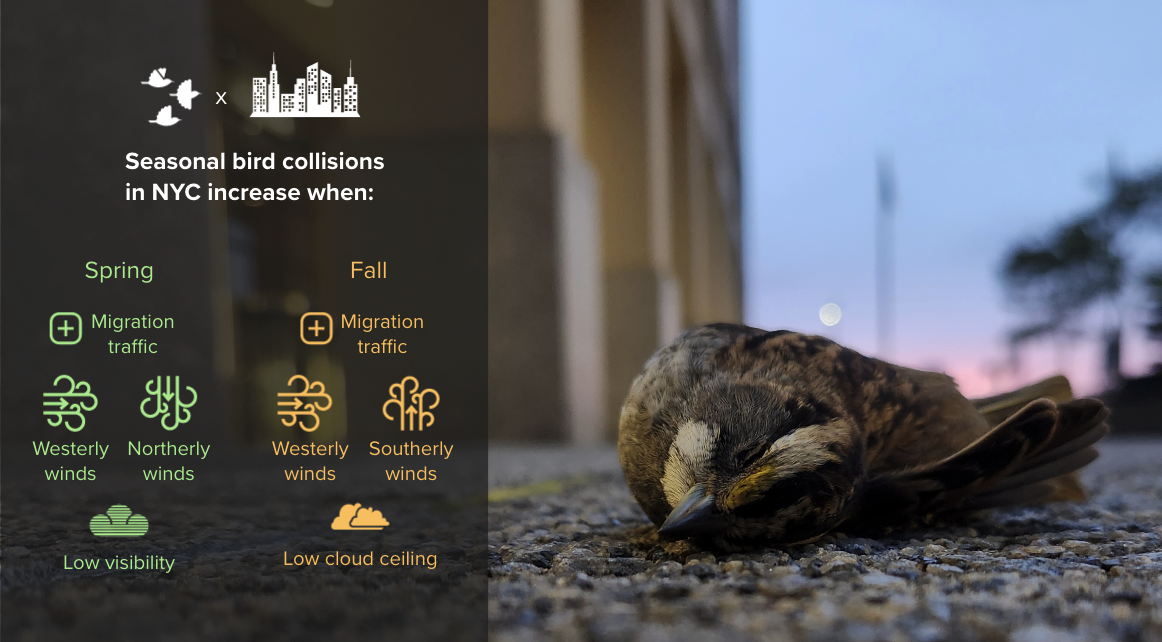 An infographic, featuring a dead White-throated Sparrow on the right side, explains the weather conditions that increase collision risk in New York City during the fall and spring seasons. Graphic by Dr. Sara Kross, with photo by Katherine Chen.