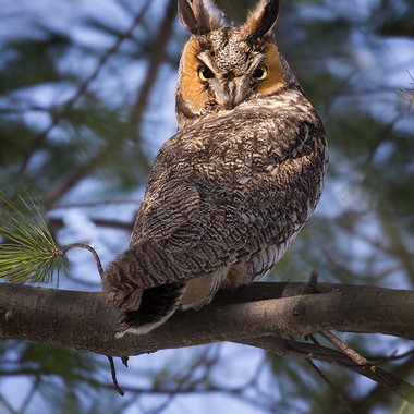 Long-eared Owl has been found roosting on Governors Island. Photo: David Speiser