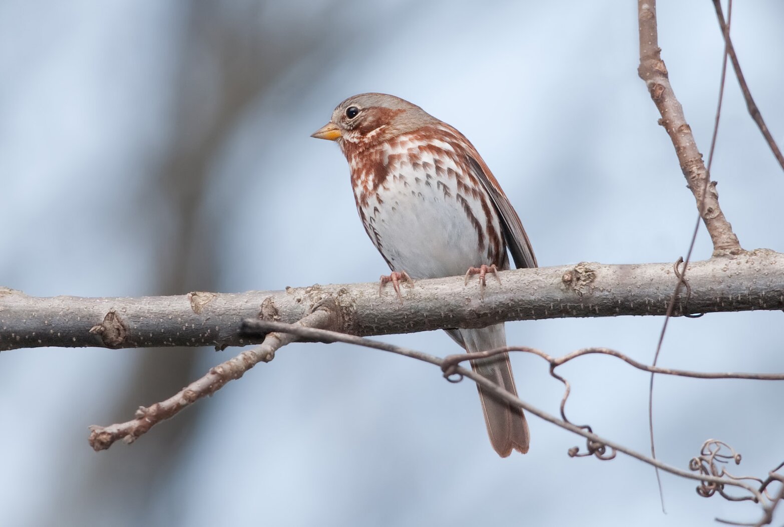 Late fall through spring, Fox Sparrows are frequently seen in William T. Davis Wildlife Refuge. Photo: Kelly Colgan Azar/CC BY-ND 2.0