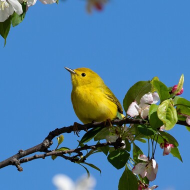 Yellow Warblers nest in the Hammock and Hills areas of Governors Island. Photo: Ryan Mandelbaum