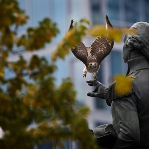 A Red-tailed Hawk comes in for a landing (on George Washington’s hand) in Union Square Park. Photo: François Portmann