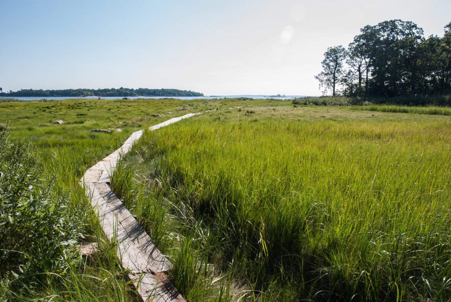 A view over the saltmarsh from Pelham Bay Park’s forested Hunter Island, one of the best spots in New York City to see wintering owls. Photo: Jack Rothman