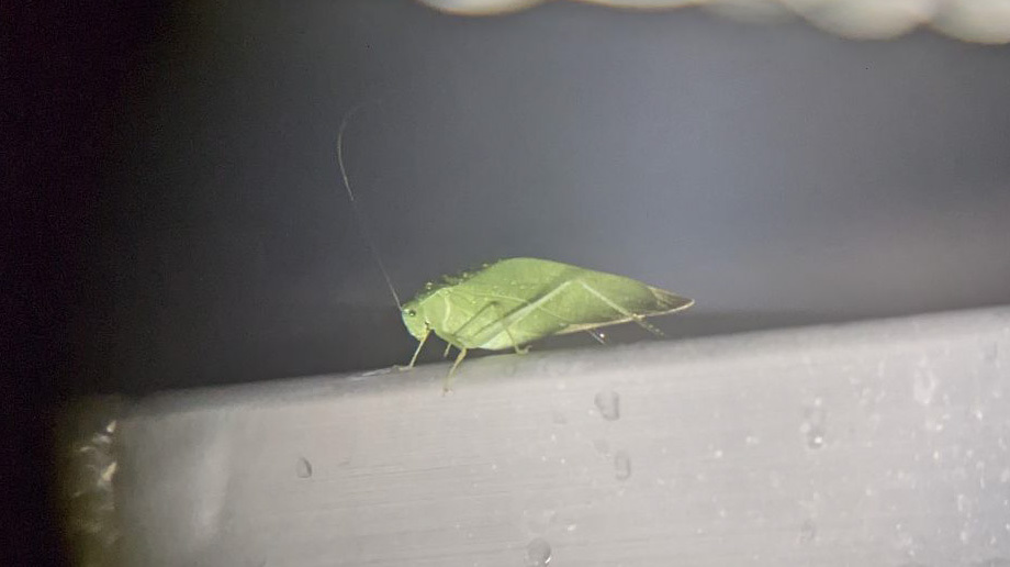 There were not many birds in the lights, but we did find some interesting species at the Tribute, including this Katydid. Photo: NYC Audubon