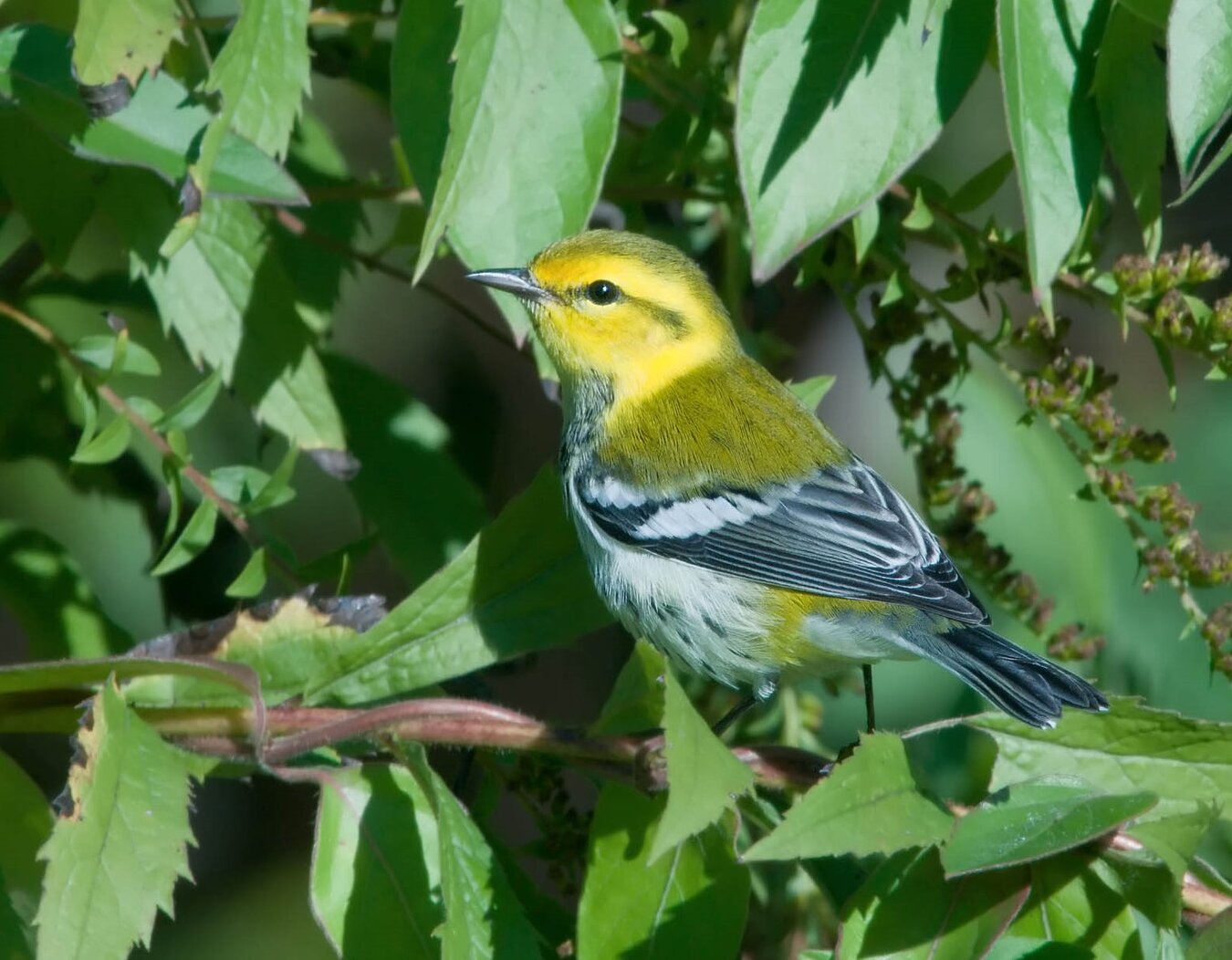 Migrants like the Black-throated Green Warbler frequently stop through Highbridge Park. Photo: Kelly Colgan Azar/CC BY-ND 2.0