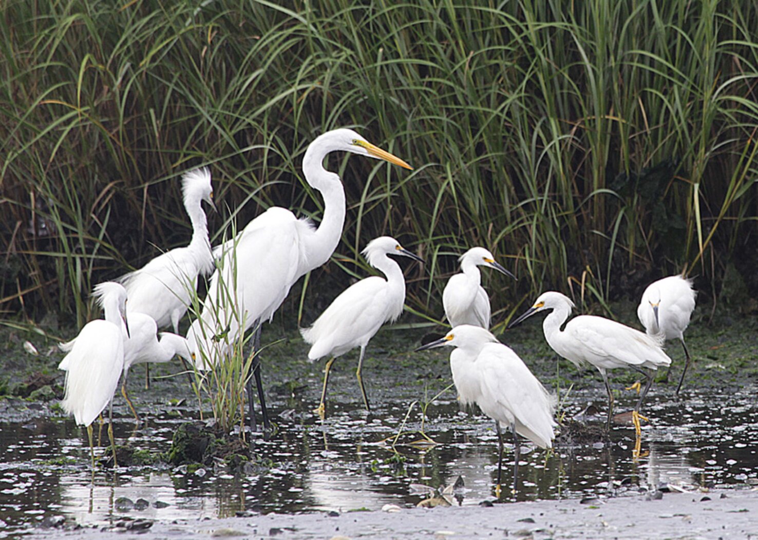 Great and Snowy Egrets abound in Jamaica Bay. Photo: Don Riepe