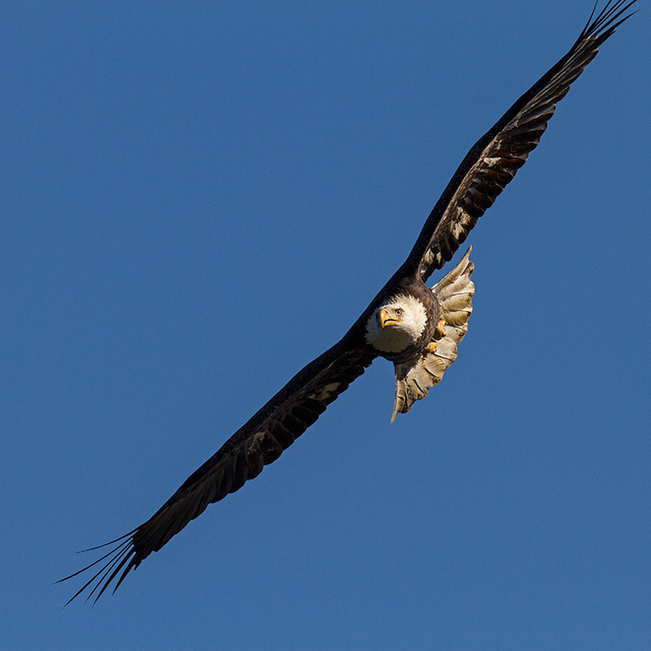 Bald Eagles are frequently sighted around Willow Lake. Photo: François Portmann