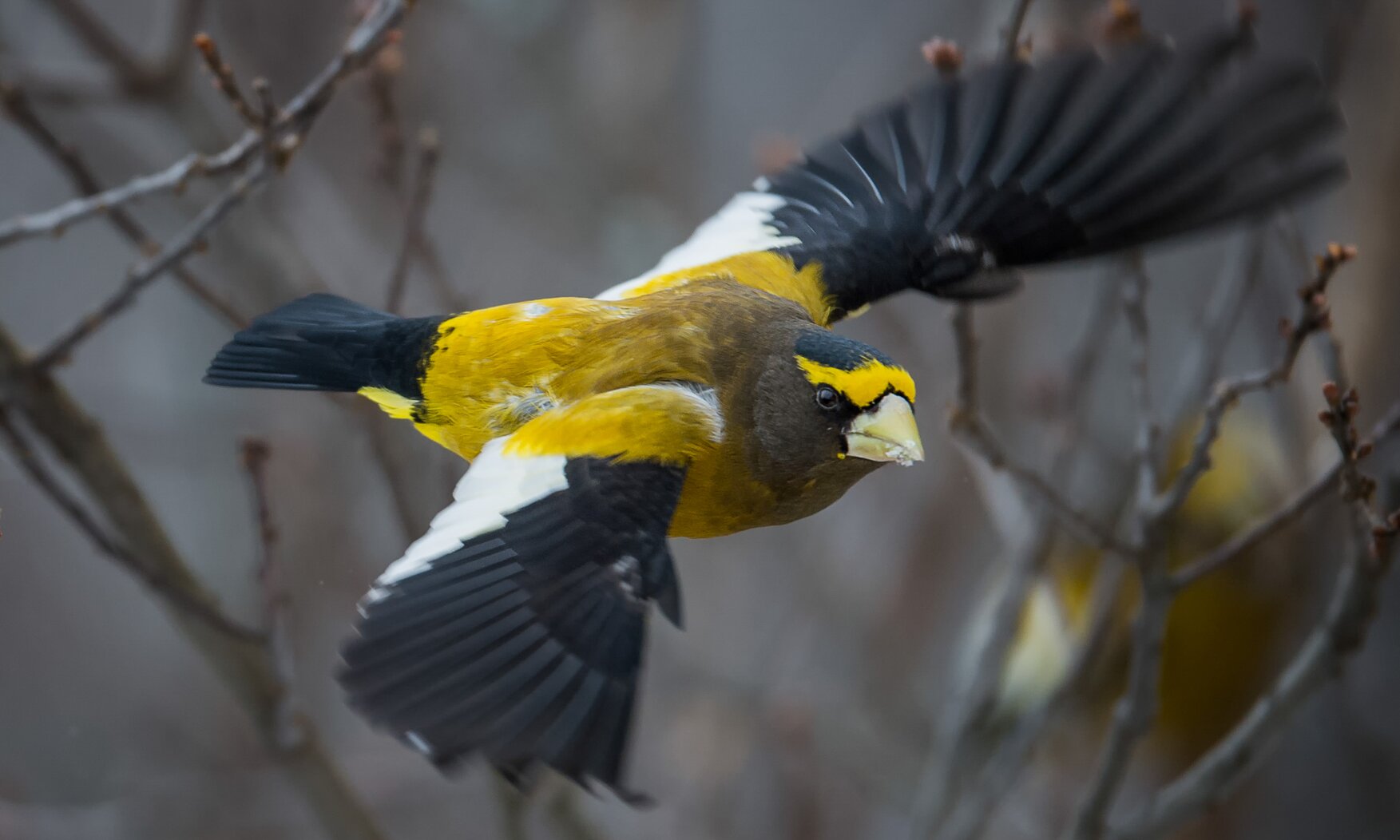Christmas Bird Counters are always on the lookout for northern species like the Evening Grosbeak. Christmas Bird Count records of such species allow conservation scientists to document changes in their populations over time. Photo: Bea Binka