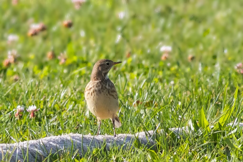 Check the Dyckman ball fields for migrant grassland birds like the American Pipit. Photo: Richard Fried