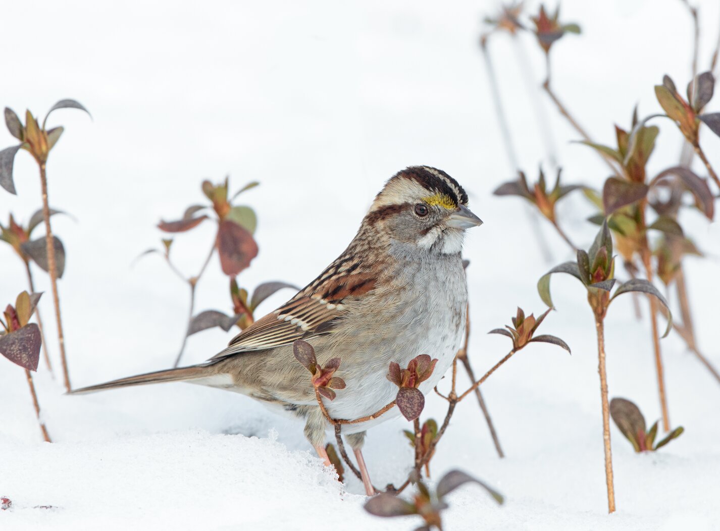 The White-throated Sparrow has been the most frequently found collision victim by Project Safe Flight volunteers since our patrols began in 1997. Photo: <a href="https://laurameyers.photoshelter.com/index" target="_blank">Laura Meyers</a> 