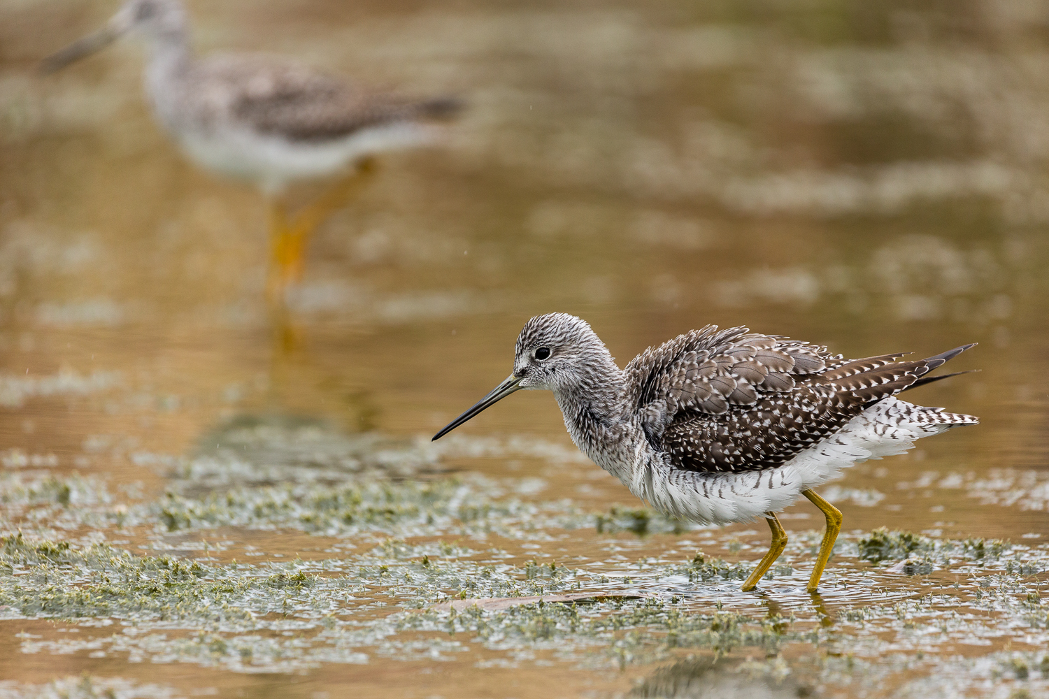 Migrating shorebirds such as Greater Yellowlegs stop over in the inlet of Sherman Creek. Photo: John Mack/Audubon Photography Awards