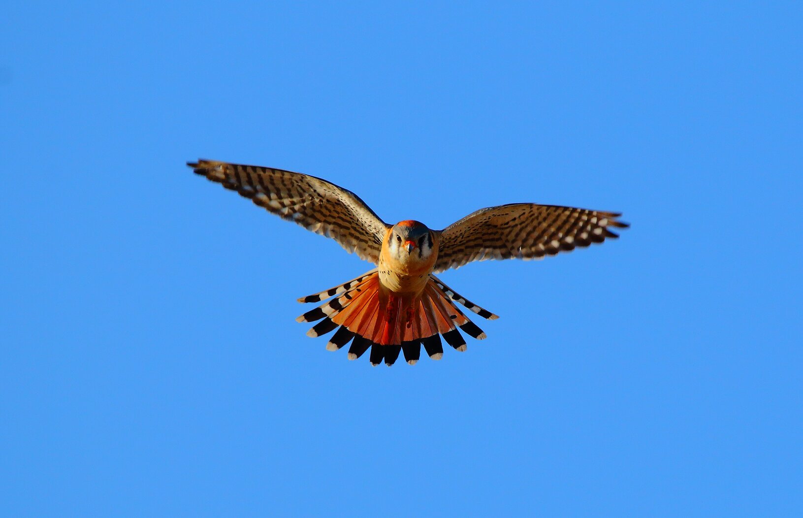 An American Kestrel hovers as it searches for prey. Photo: Isaac Grant