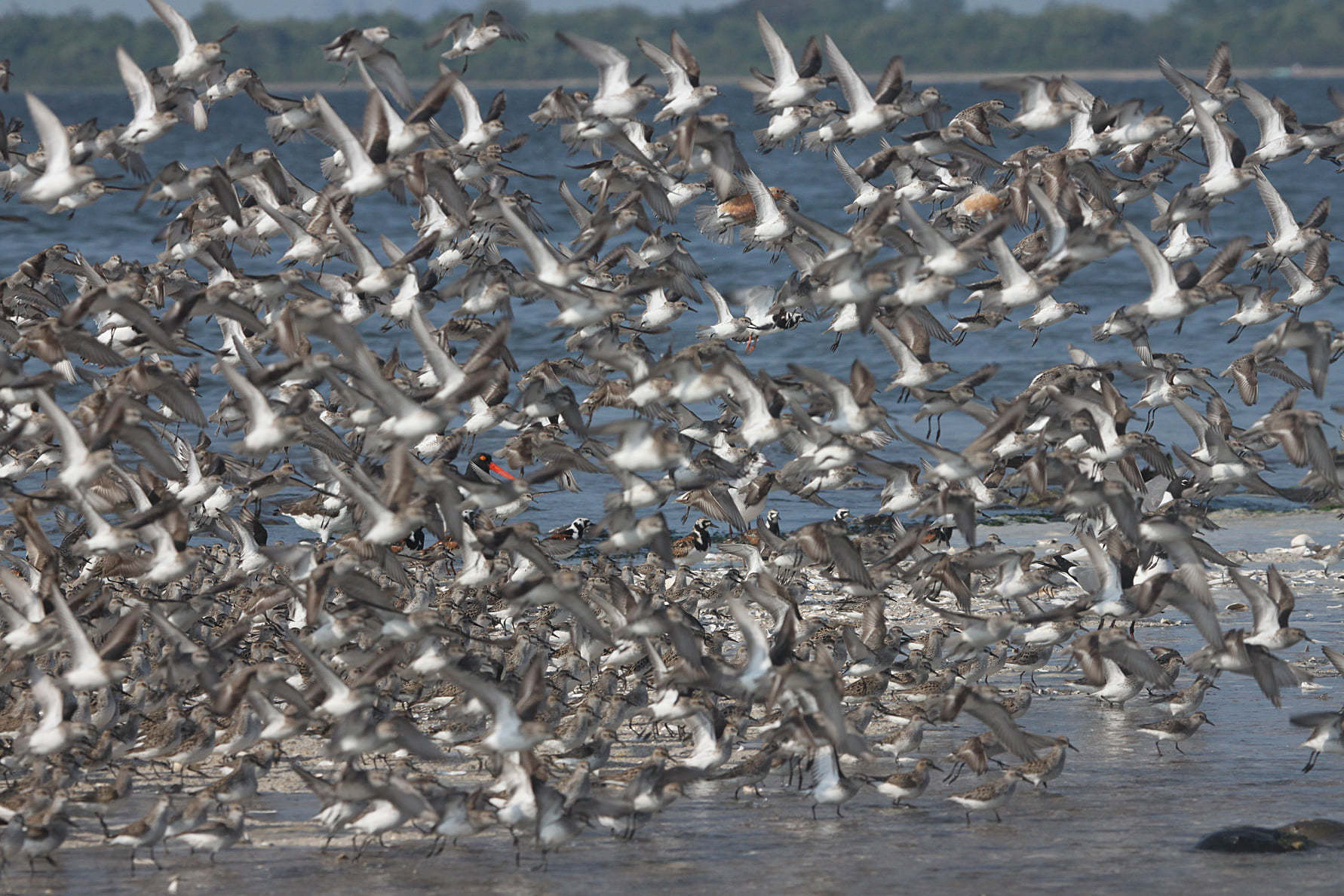 Red Knots, Semipalmated Sandpipers, Ruddy Turnstones, and American Oystercatcher feed amongst spawning Horseshoe Crabs. Photo: <a href="https://www.facebook.com/don.riepe.14" target="_blank" >Don Riepe</a>