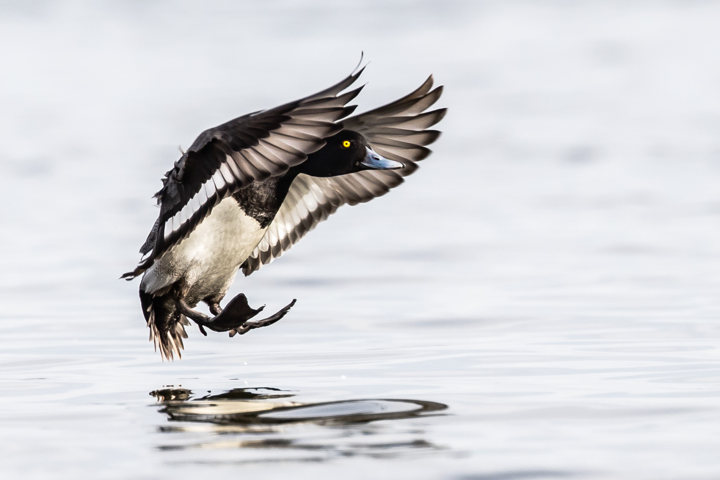 A Lesser Scaup comes in for a landing, showing its typical pattern of a white stripe on the secondaries but darker primaries. Photo: Walker Golder