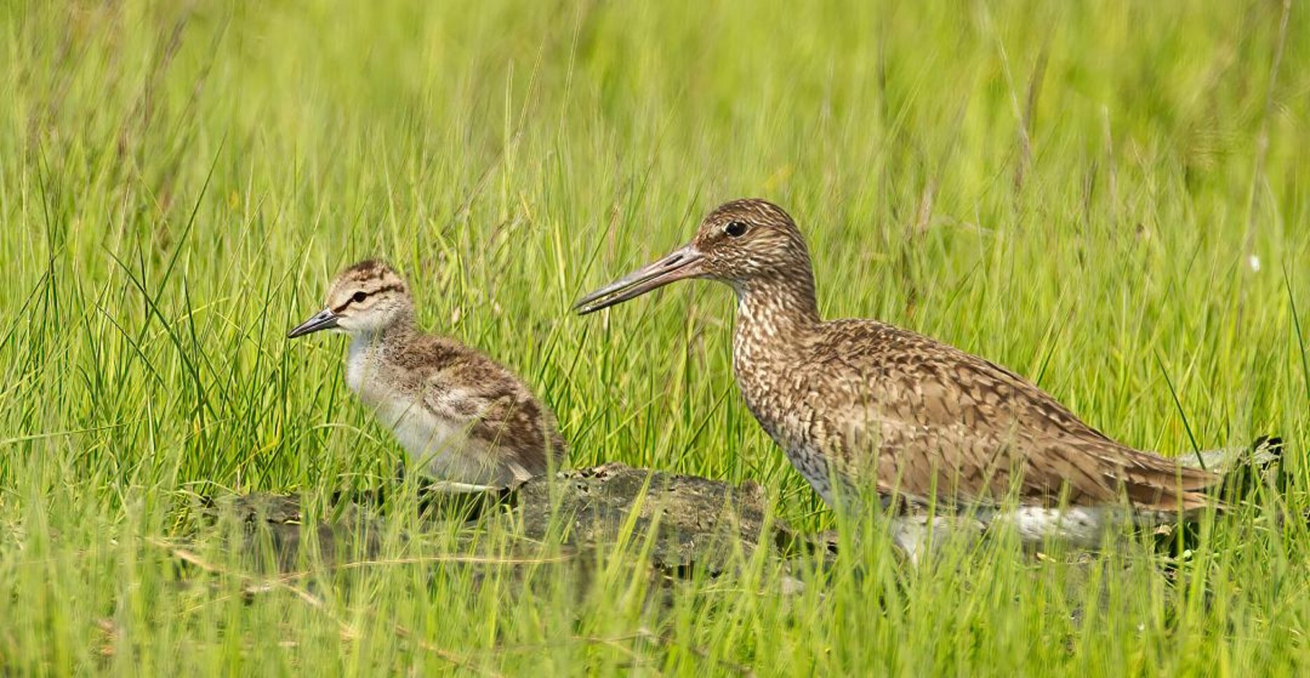 An adult Willet with a days-old chick. Willet chicks are “precocial and nidifugous,” meaning that at hatching they are covered with down, able to feed themselves, and able to leave the nest. Photo: <a href="https://pbase.com/btblue" target="_blank">Lloyd Spitalnik</a>