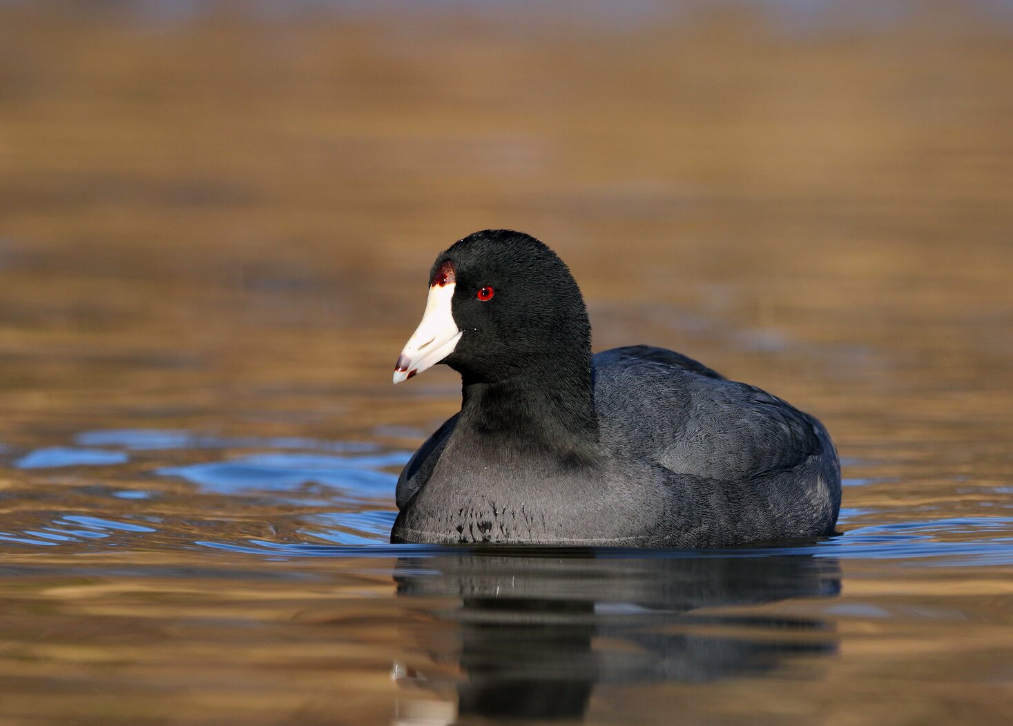 The handsome American Coot is a frequent visitor to Silver Lake Park, mid-fall through mid-spring. Photo: <a href="https://www.flickr.com/photos/120553232@N02/" target="_blank" >Isaac Grant</a>