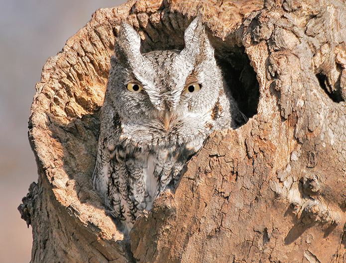 An Eastern Screech-Owl Needs His or Her Rest. Photo: David Speiser