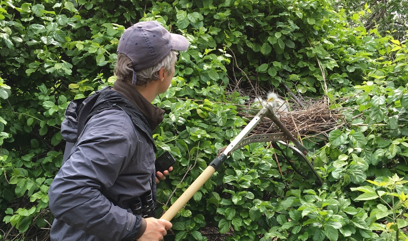 Harbor Herons Survey Leader Tod Winston finds a Great Egret nest on South Brother Island. Photo: Debra Kriensky