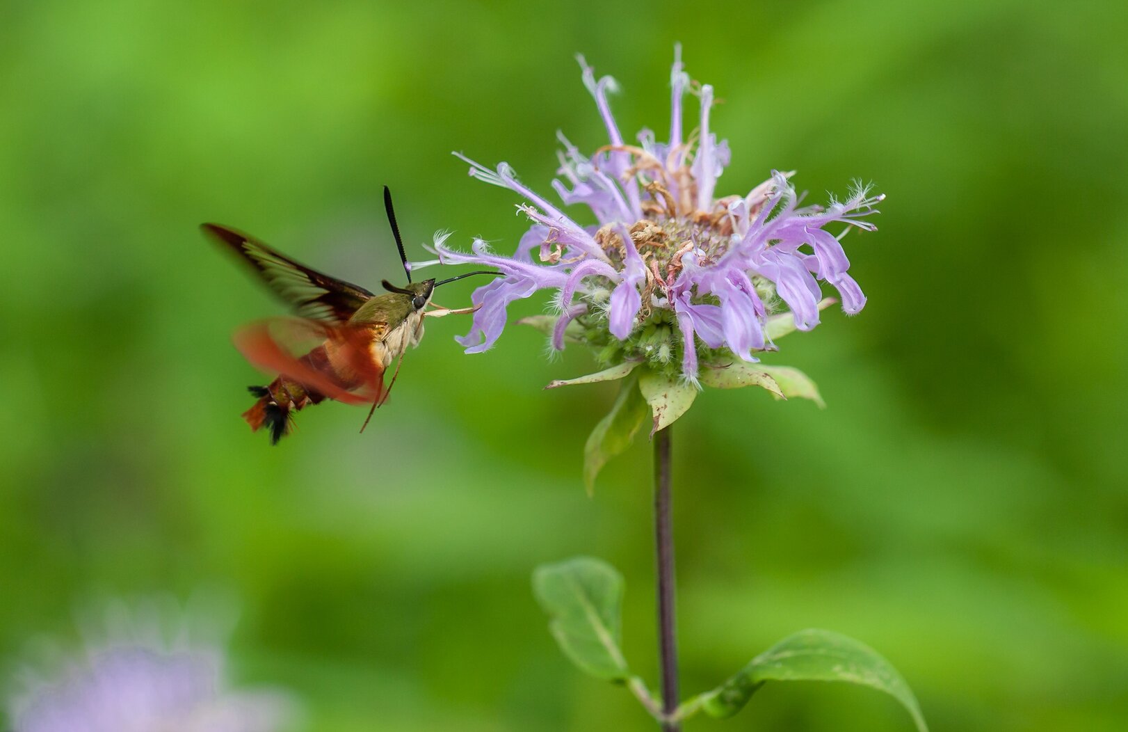 A Hummmingbird Clearwing (a native, hovering moth often mistaken for its namesake) visits Wild Bergamot. Photo: Lawrence Pugliares