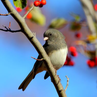 Dark-eyed Juncos, our "snow birds," are found even in small New York City parks in the wintertime. Photo: Laura Meyers