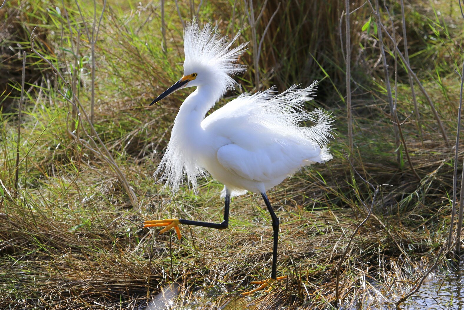 Look for wading birds like the Snowy Egret that come to forage in Randall’s Island marshes; the birds breed on nearby Harbor Heron Islands. Photo: Gilberto Sanchez/Audubon Photography Awards