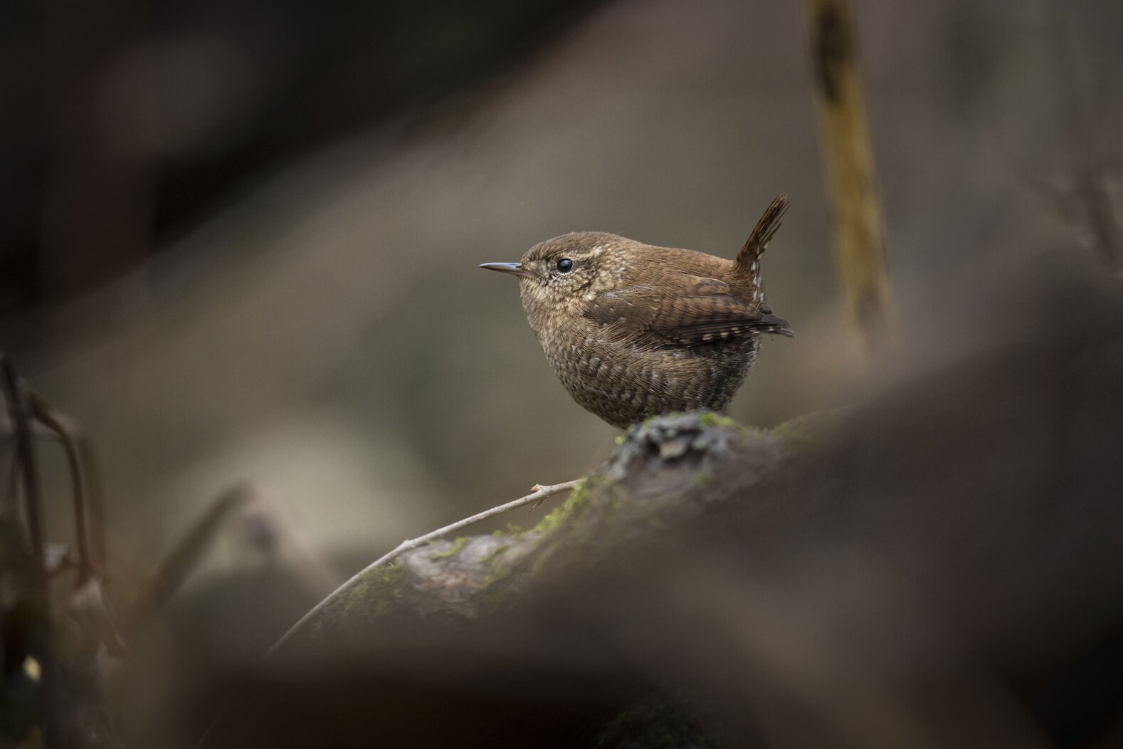During migration and over the winter, check the forest floor of Highbridge Park for the mouse-like Winter Wren. Photo: François Portmann
