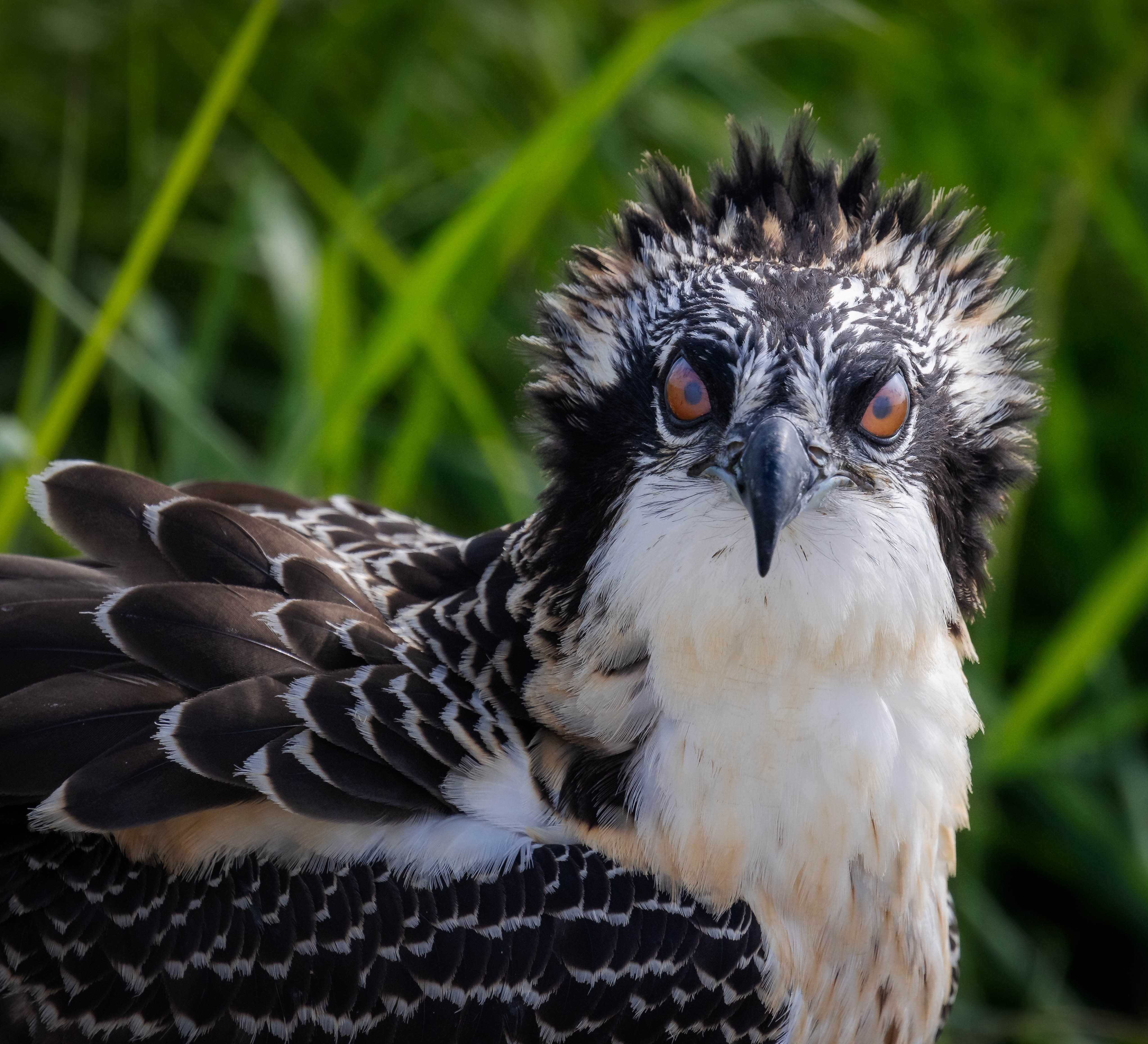 Several pairs of Ospreys now nest in the Alley Wetlands. Photo: <a href="https://www.flickr.com/photos/51819896@N04/" target="_blank">Lawrence Pugliares</a>