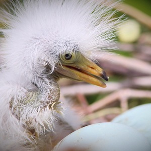Great Egret chick. Photo: Jeffrey Kolodzinski