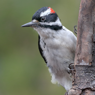 Hairy Woodpeckers nest in the woodlands of south Staten Island. Photo: Danny Hancock/Audubon Photography Awards