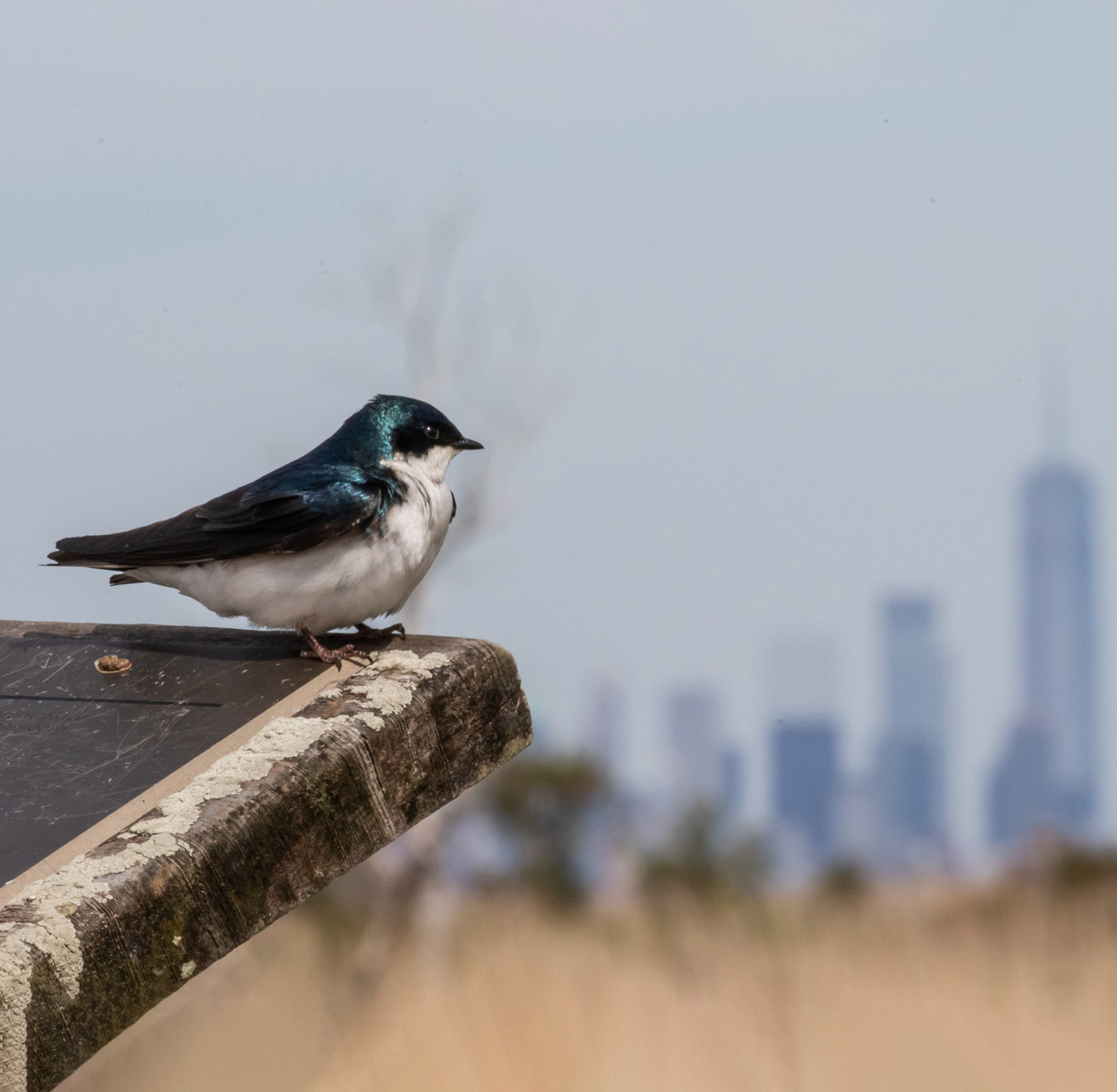 Much work remains to be done to make New York City safe for migrating birds. Photo of Tree Swallow in Jamaica Bay: <a href="https://www.flickr.com/photos/144871758@N05/" target="_blank">Ryan F. Mandelbaum</a>
