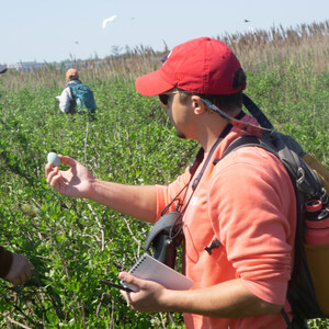 NYC Audubon research collaborator José R. Ramírez-Garofalo holds up an egg for identification with NYC Audubon Director of Conservation and Science Dustin Partridge, PhD, on Elders East. Photo: NYC Audubon
