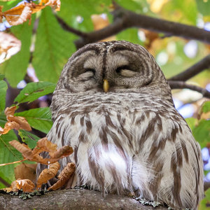 Barred Owls, which visit New York City during migration and over the winter, need undisturbed rest during the day. Photo: M.E. Sanseverino/<a href="https://creativecommons.org/licenses/by-nc-nd/2.0/" target="_blank" >CC BY-NC-ND 2.0</a>