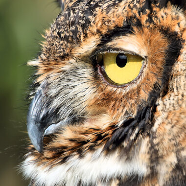  Great Horned Owls regularly nest at Alley Pond. Photo: Scott Zimmer/Audubon Photography Awards