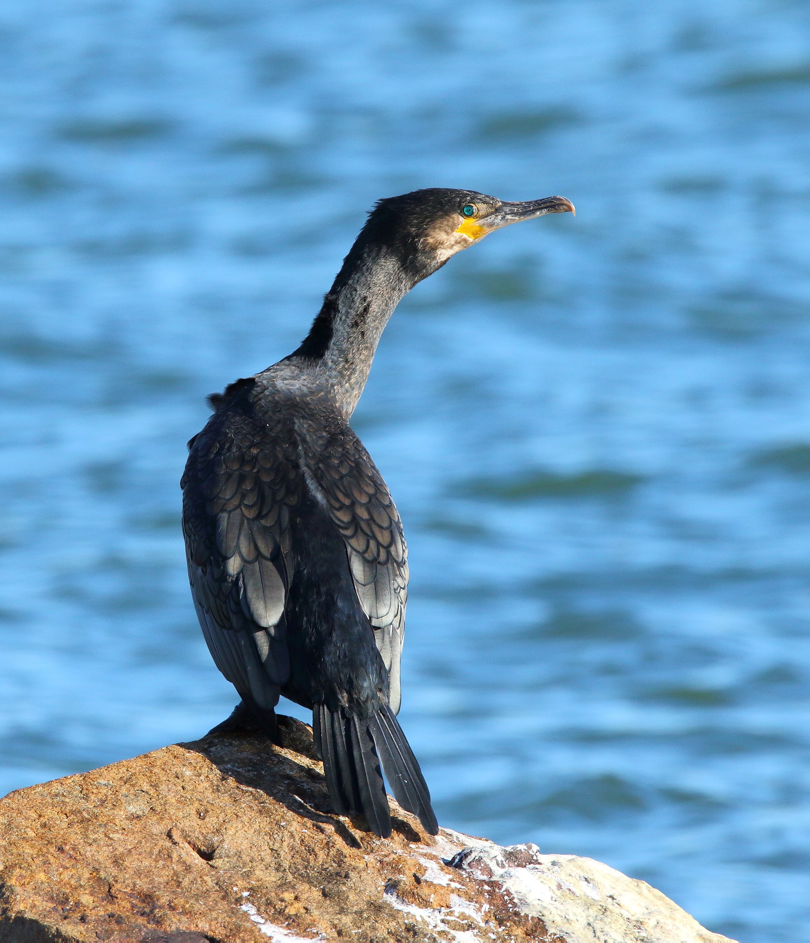 Fort Wadsworth is a good spot for wintering Great Cormorant. Photo: <a href="https://www.flickr.com/photos/120553232@N02/" target="_blank" >Isaac Grant</a>