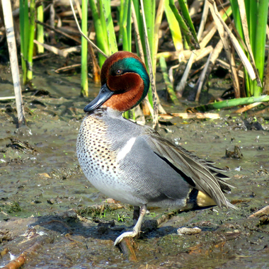Green-winged Teal spend the winter in the Wetlands. Photo: Craig McIntyre/Great Backyard Bird Count