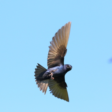The City's largest colony of Purple Martins is in Lemon Creek Park. Photo: <a href="https://www.flickr.com/photos/120553232@N02/" target="_blank" >Isaac Grant</a>