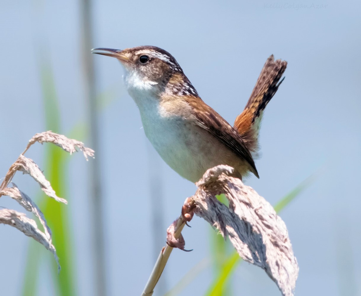 The hard-to-spot Marsh Wren breeds in Idlewild Park. <a href="https://www.flickr.com/photos/puttefin/9076255630/" target="_blank">Photo</a>: Kelly Colgan Azar/<a href="https://creativecommons.org/licenses/by-nd/2.0/" target="_blank">CC BY-ND 2.0</a>